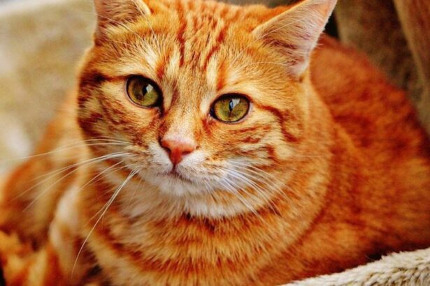 বিড়ালের জলাতঙ্ক রোগের লক্ষণ