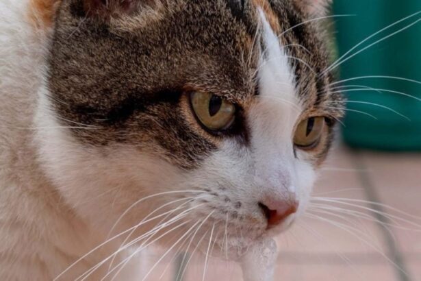 বিড়ালের মুখ দিয়ে ফেনা পড়ার কারণ