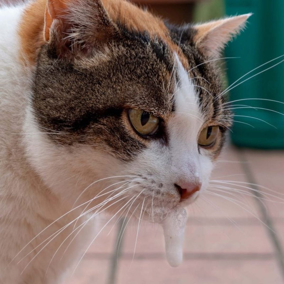 বিড়ালের মুখ দিয়ে ফেনা পড়ার কারণ