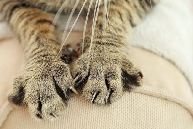 বিড়াল আঁচড় দিলে করণীয় কি