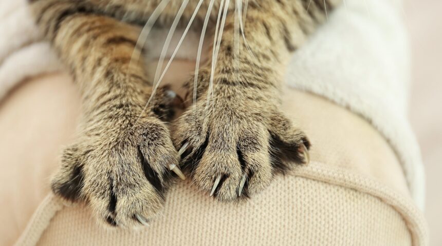 বিড়াল আঁচড় দিলে করণীয় কি