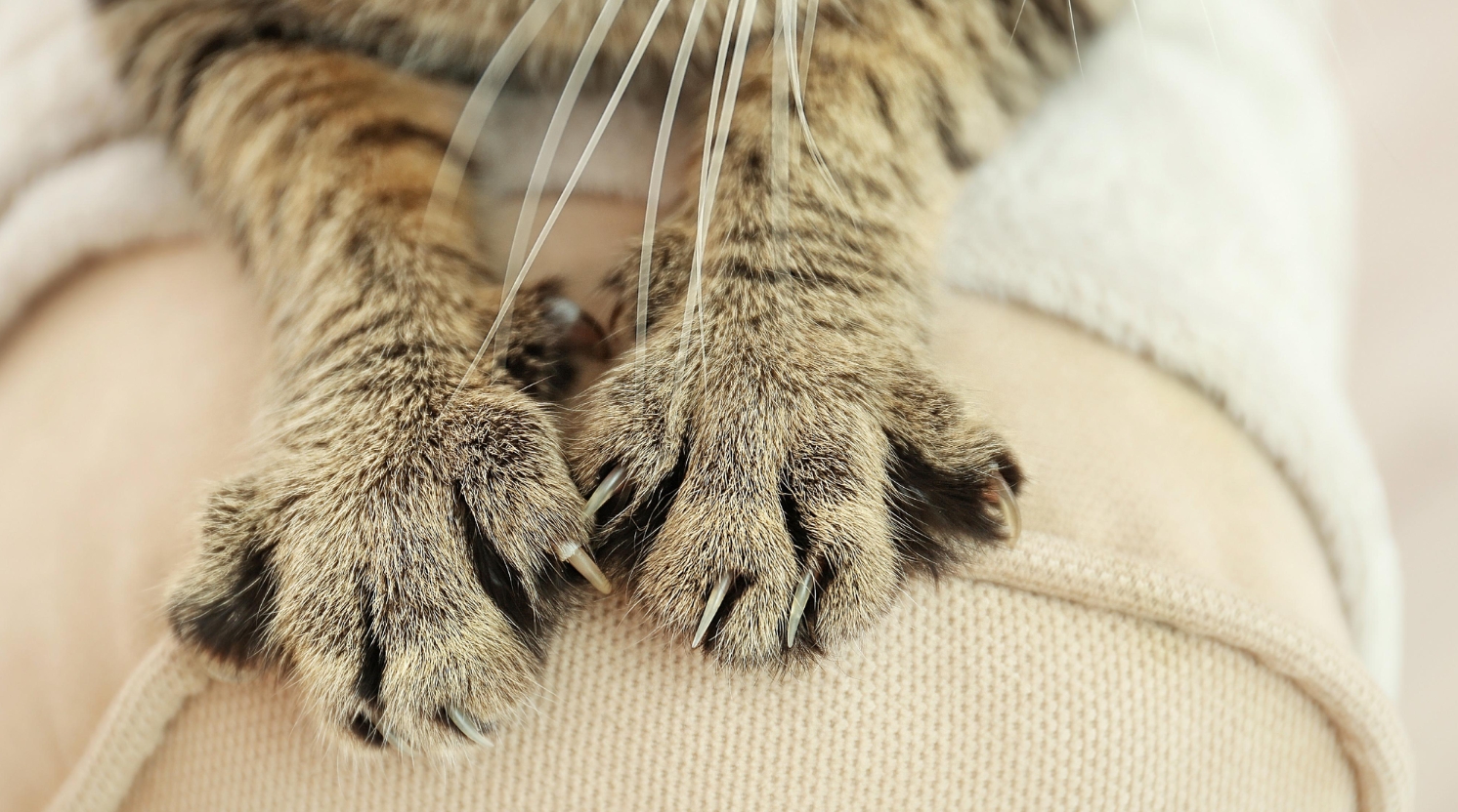 বিড়াল আঁচড় দিলে করণীয় কি